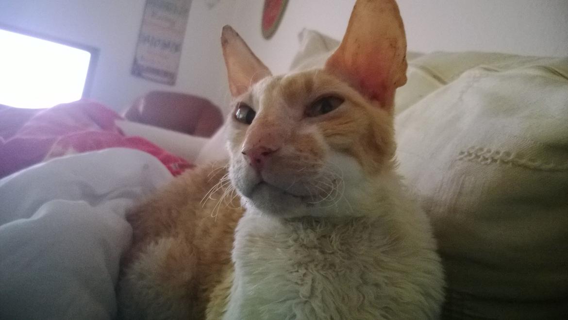 Cornish Rex Lauritz (Dk Løveid's Once upon a Troubadour) billede 4