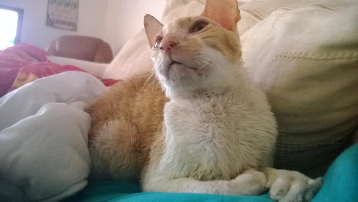 Cornish Rex Lauritz (Dk Løveid's Once upon a Troubadour) billede 5