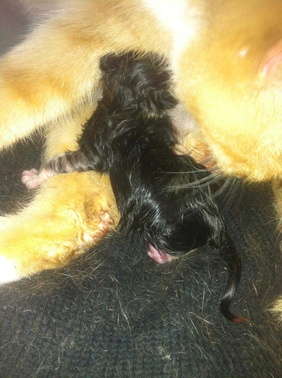 Huskat Perle billede 1