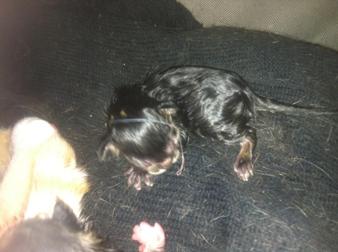 Huskat Perle billede 2