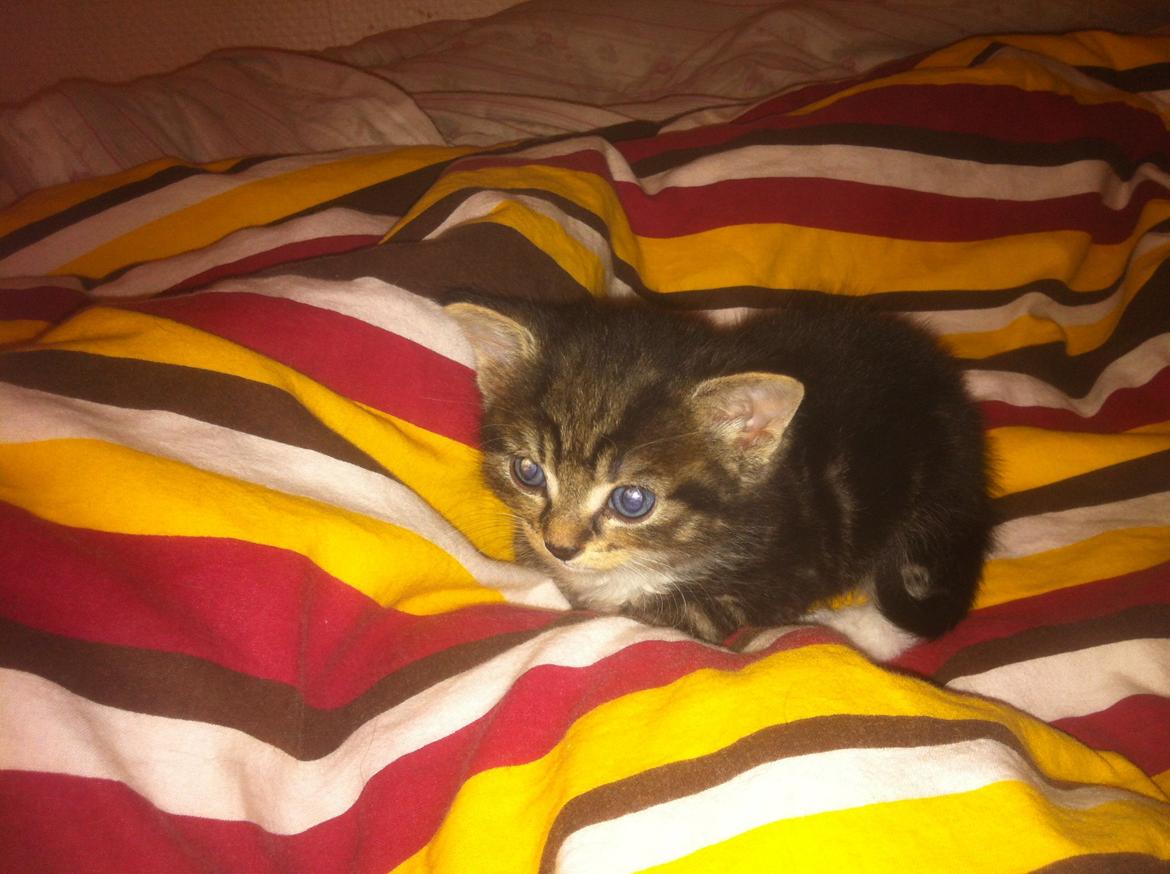 Huskat Perle billede 3