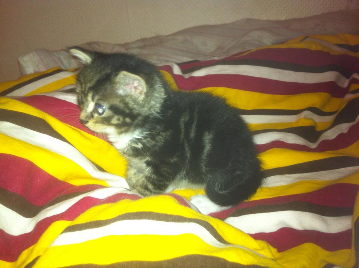 Huskat Perle billede 4