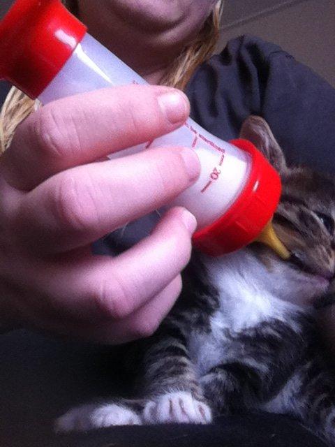 Huskat Perle billede 5