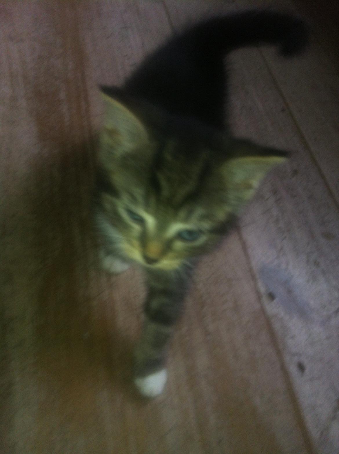 Huskat Perle billede 6