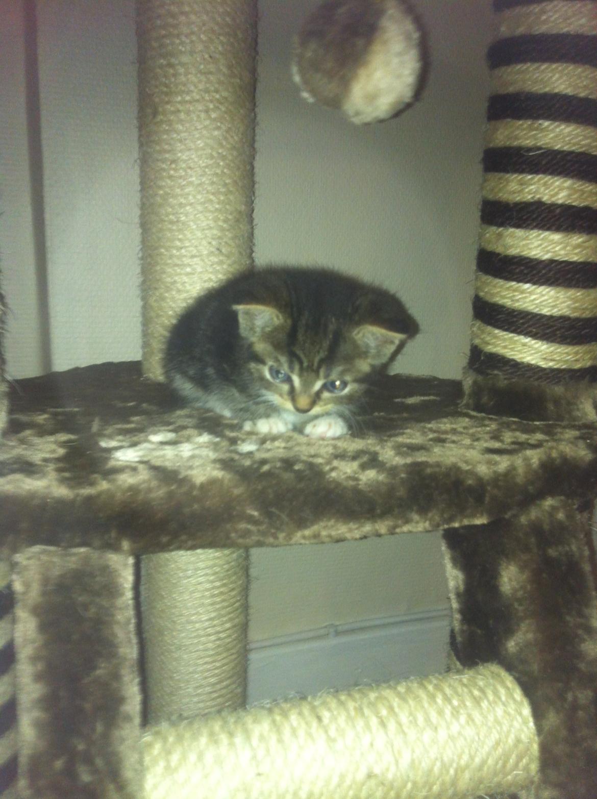 Huskat Perle billede 7