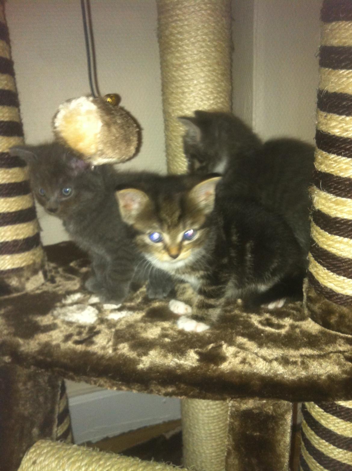 Huskat Perle billede 8