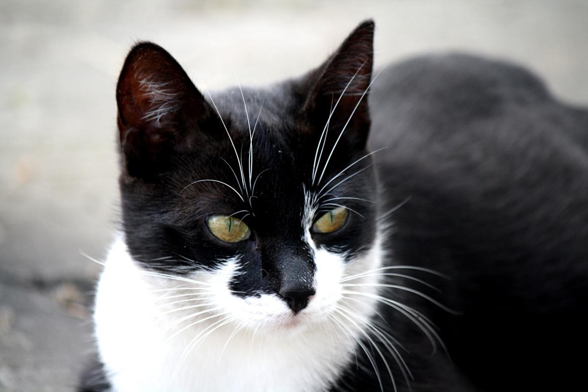 Blanding af racer COCO SURPRISE *Sov sødt min engel :’-(<3* billede 17