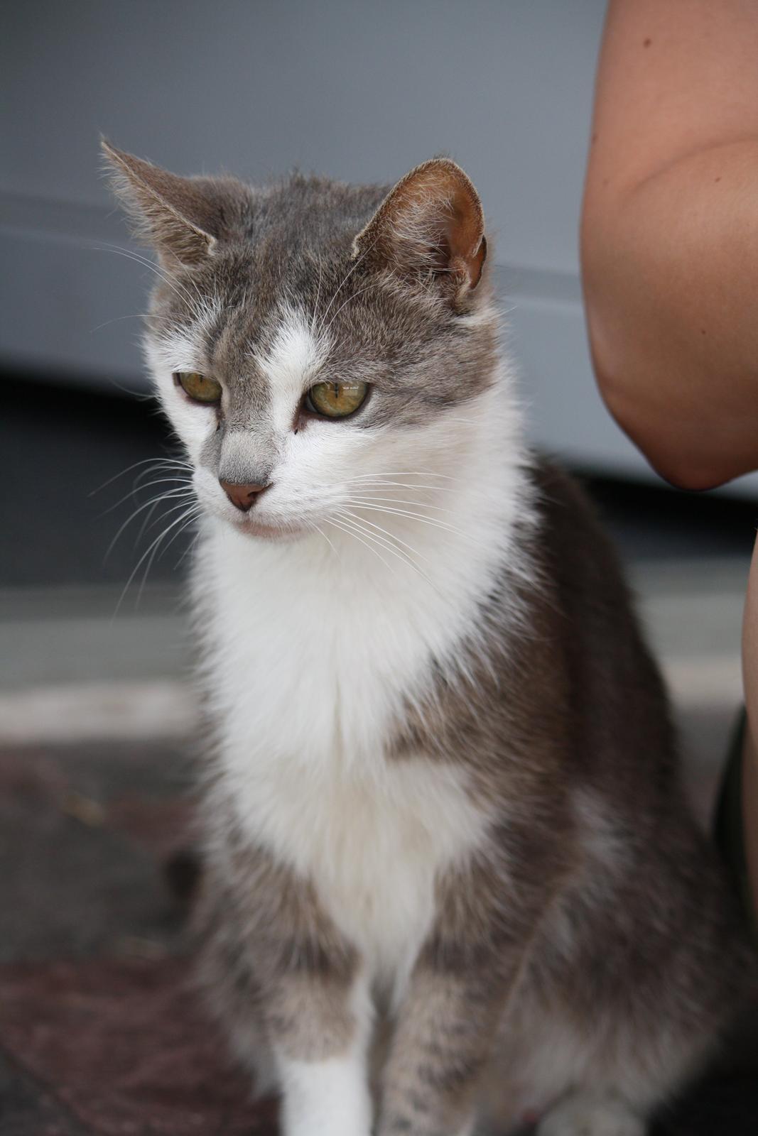 Blanding af racer KISSER billede 11