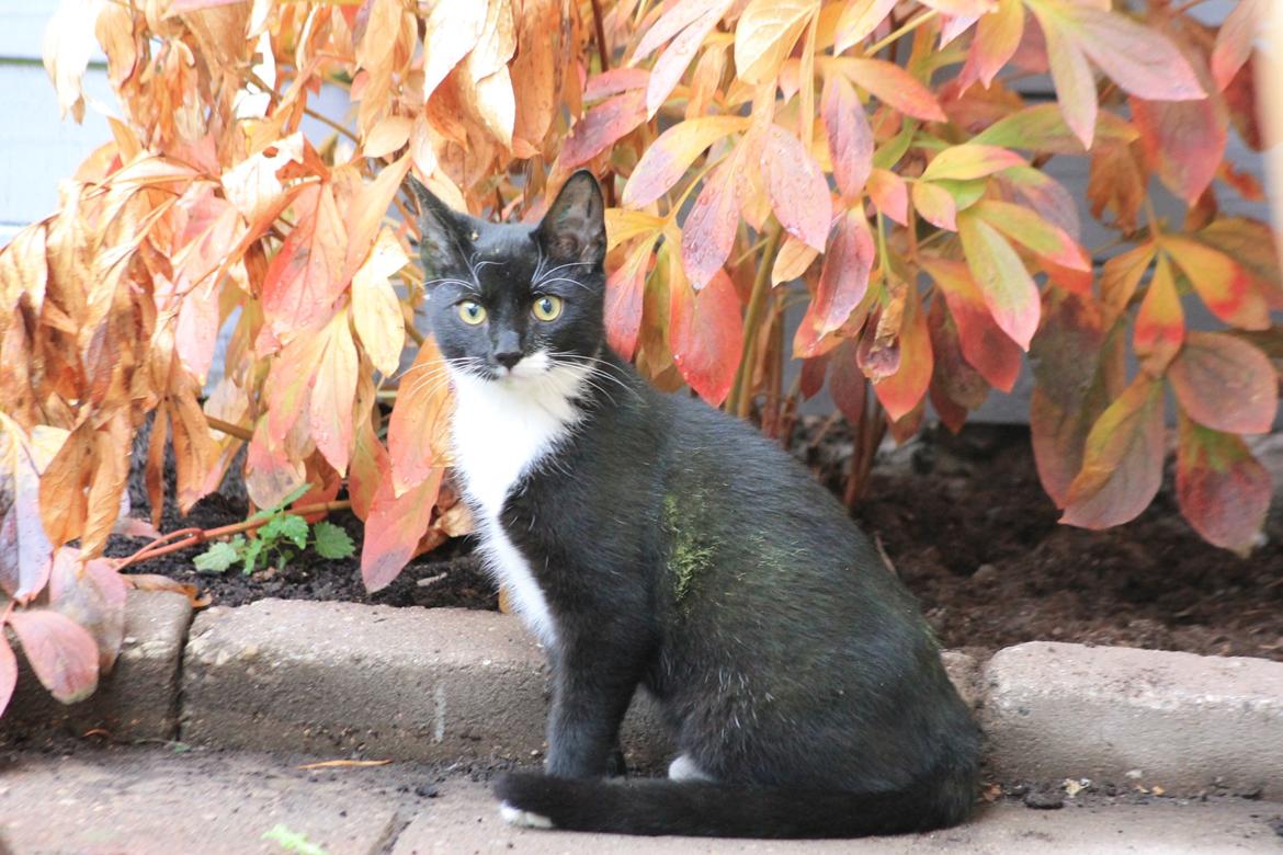Huskat Lucky Luke - Smukke Lucky foran buskene :) Han er blevet godt beskidt den lille frækkert. 14.10.13 billede 22