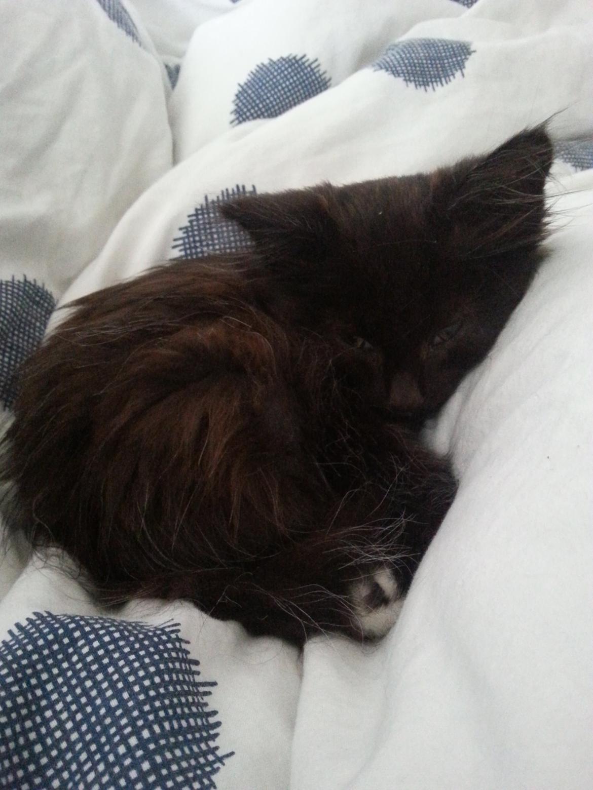 Blanding af racer Pjevs billede 14