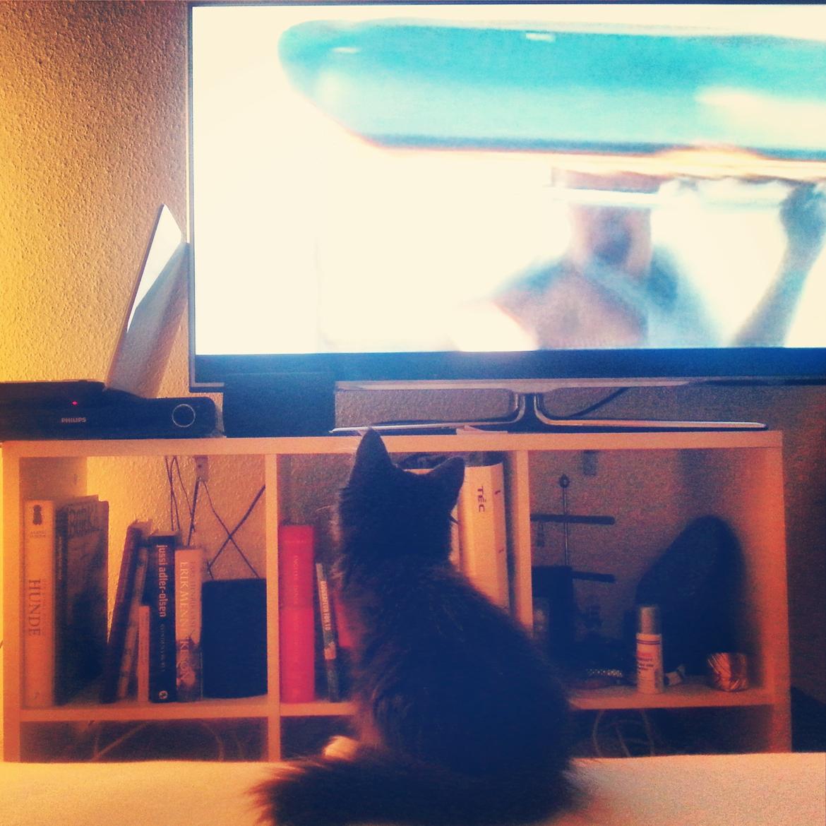 Blanding af racer Pjevs - Det der med TV, det er lige mig (: <3 billede 12