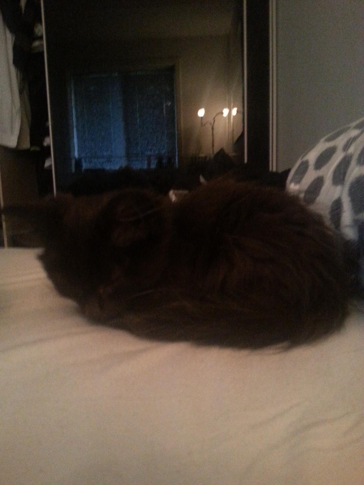 Blanding af racer Pjevs - Godnat'ole lukøje (:  billede 15