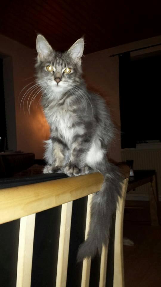 Maine Coon Aslan jr. ( Findus i stambog) billede 8