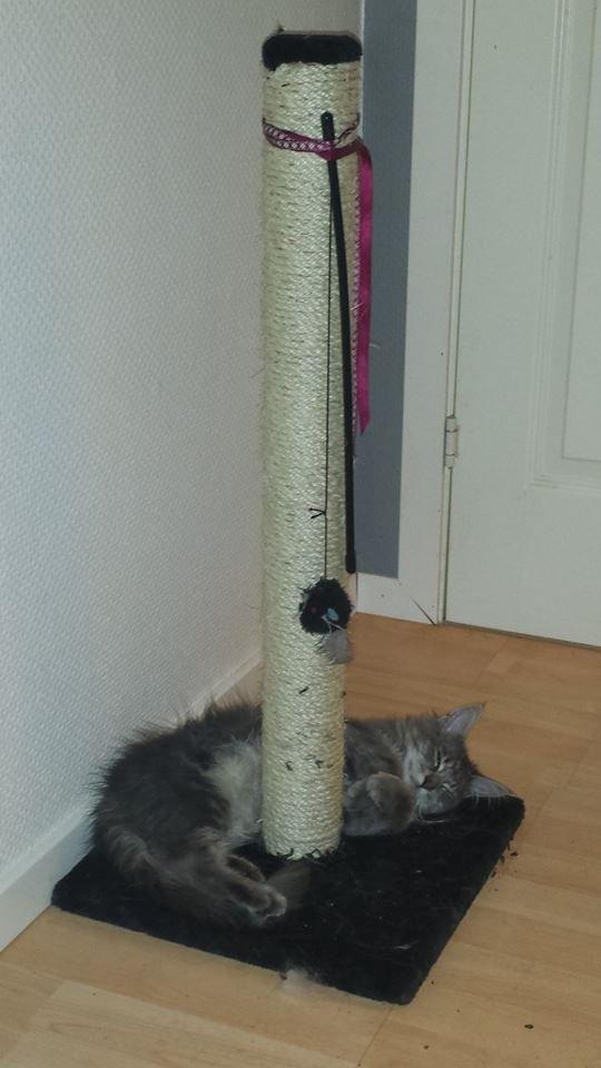 Maine Coon Aslan jr. ( Findus i stambog) billede 6