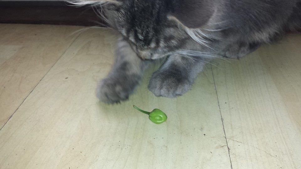 Maine Coon Aslan jr. ( Findus i stambog) billede 9