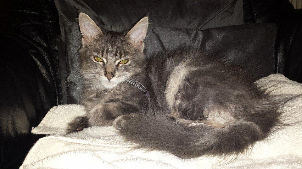 Maine Coon Aslan jr. ( Findus i stambog) - 18 uger billede 5