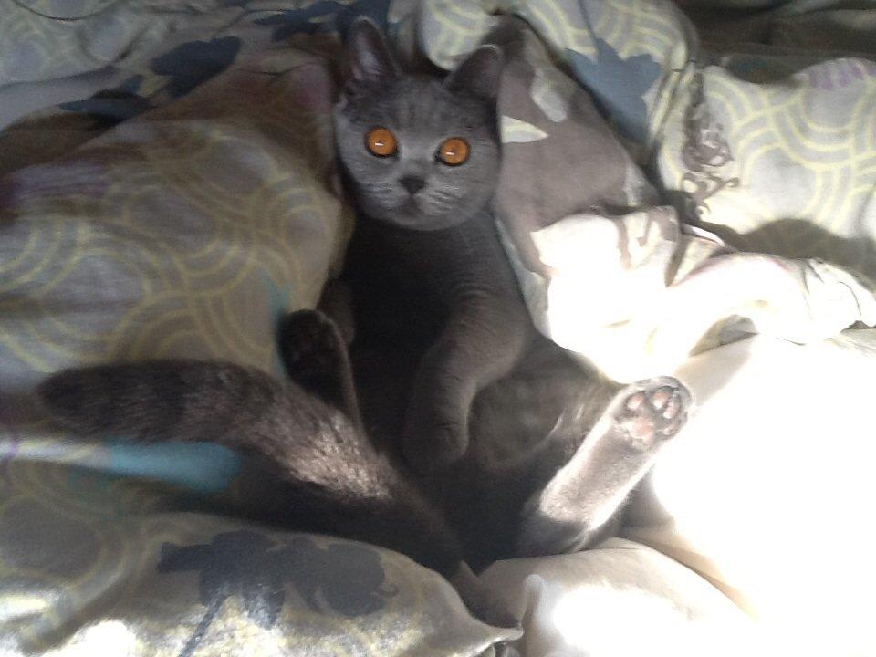 British Shorthair Liva billede 3