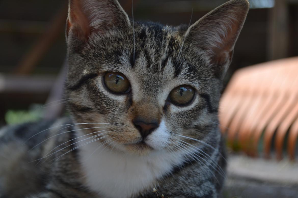 Manx Diega - Velkommen til Diegas profil billede 1