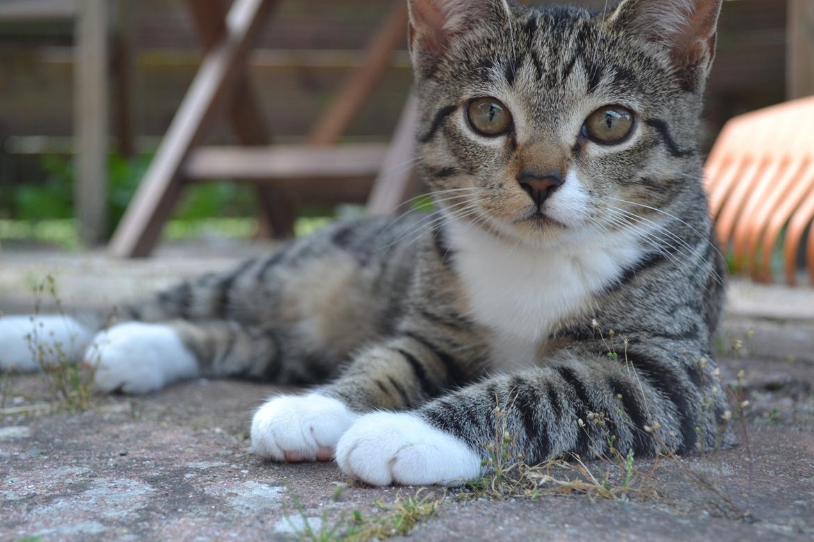 Manx Diega billede 2