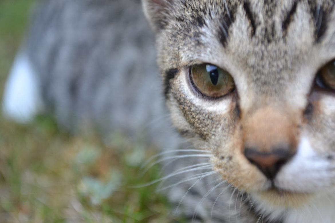 Manx Diega billede 3