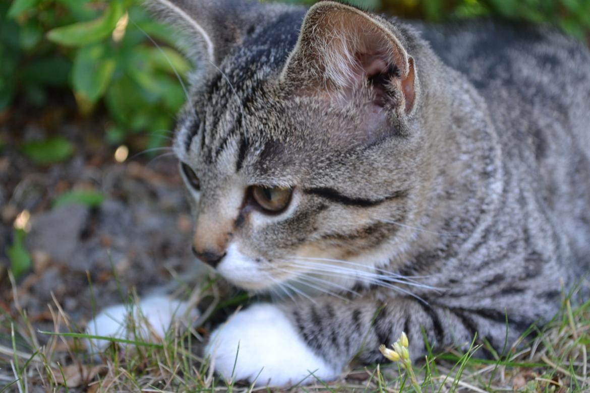 Manx Diega billede 4