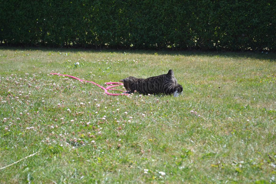 Manx Diega billede 5