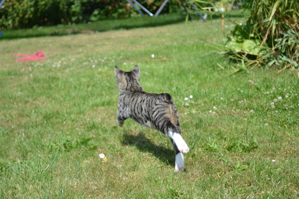 Manx Diega billede 6