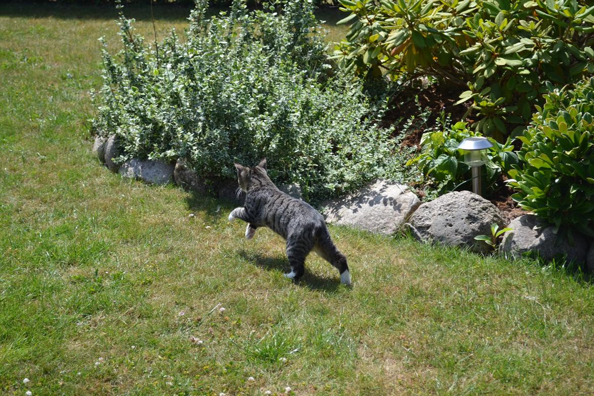 Manx Diega billede 7