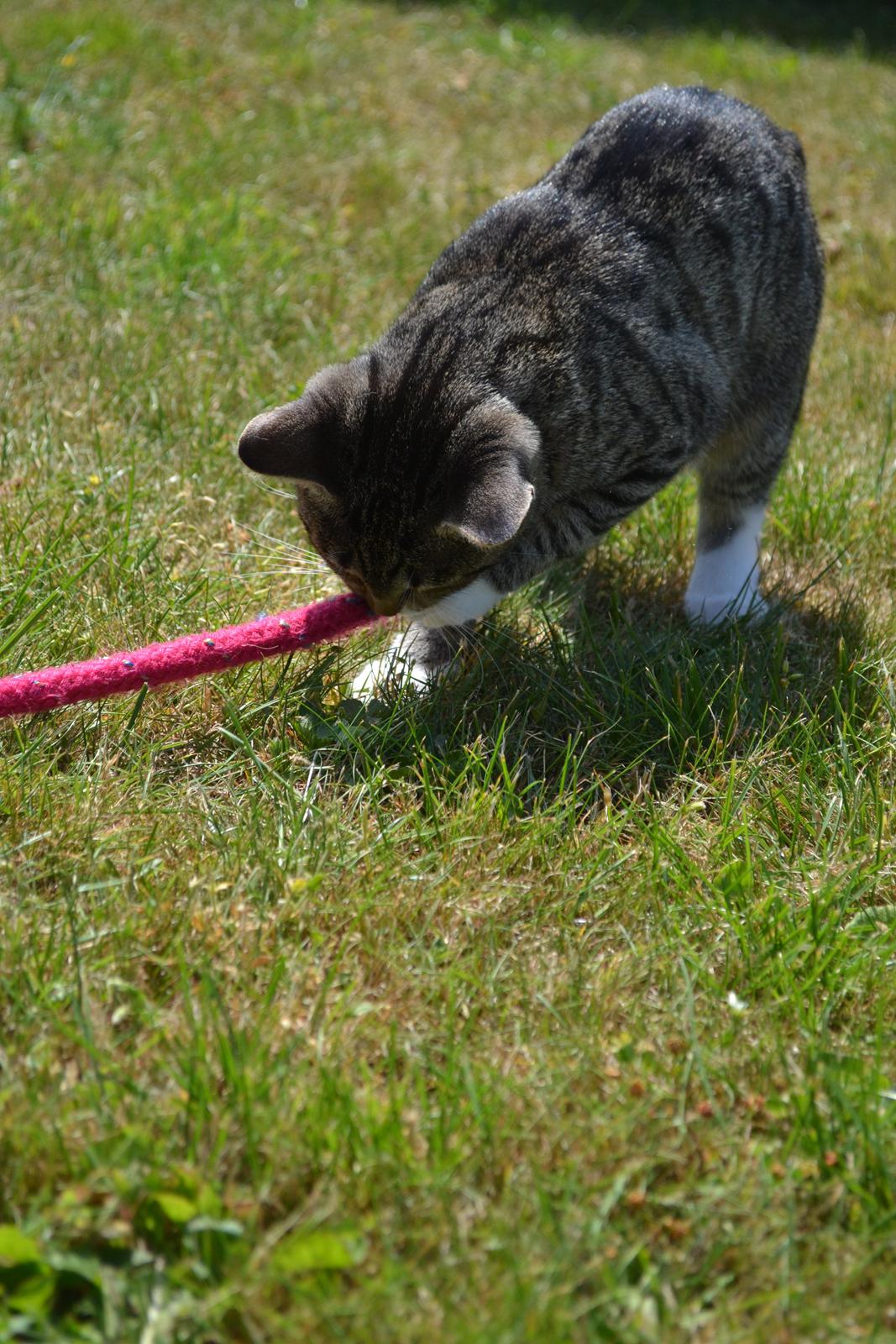 Manx Diega billede 8