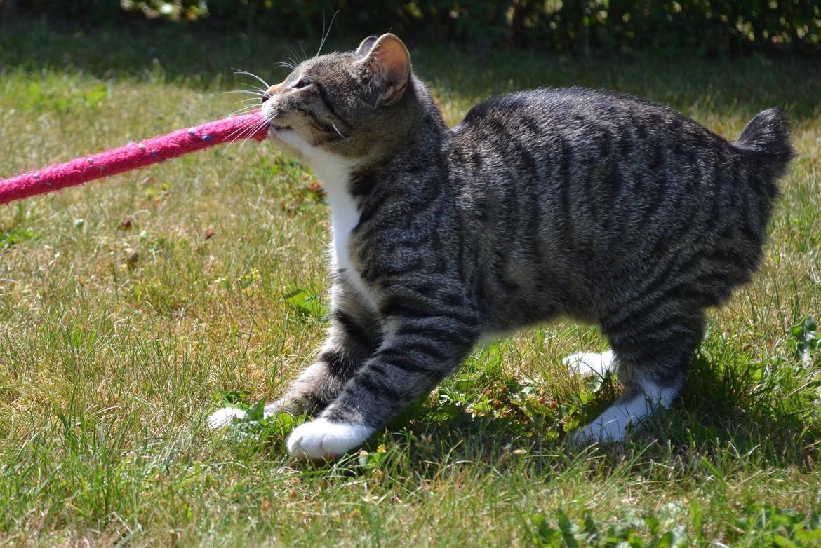 Manx Diega billede 9