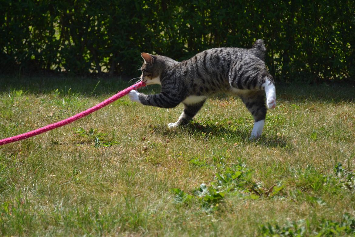 Manx Diega billede 16