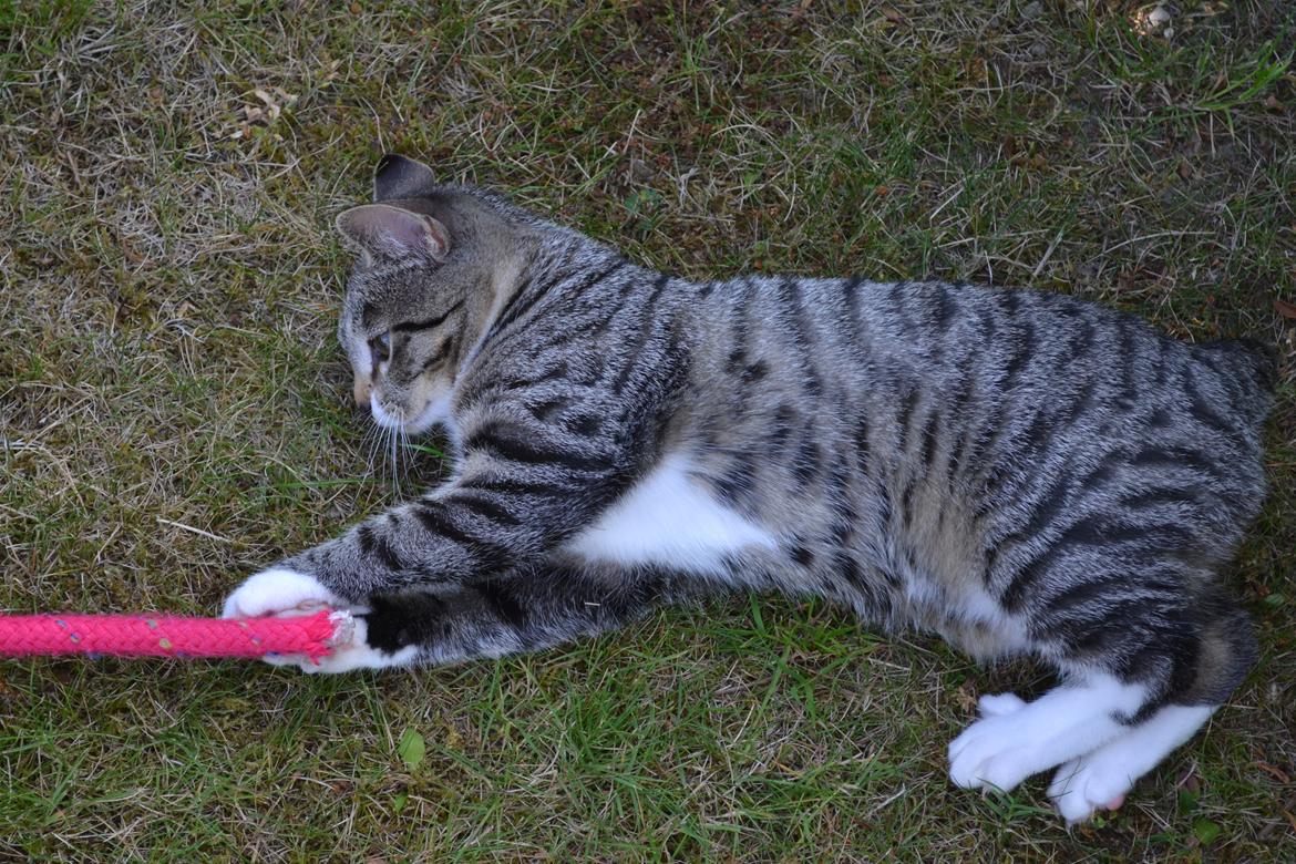 Manx Diega billede 17