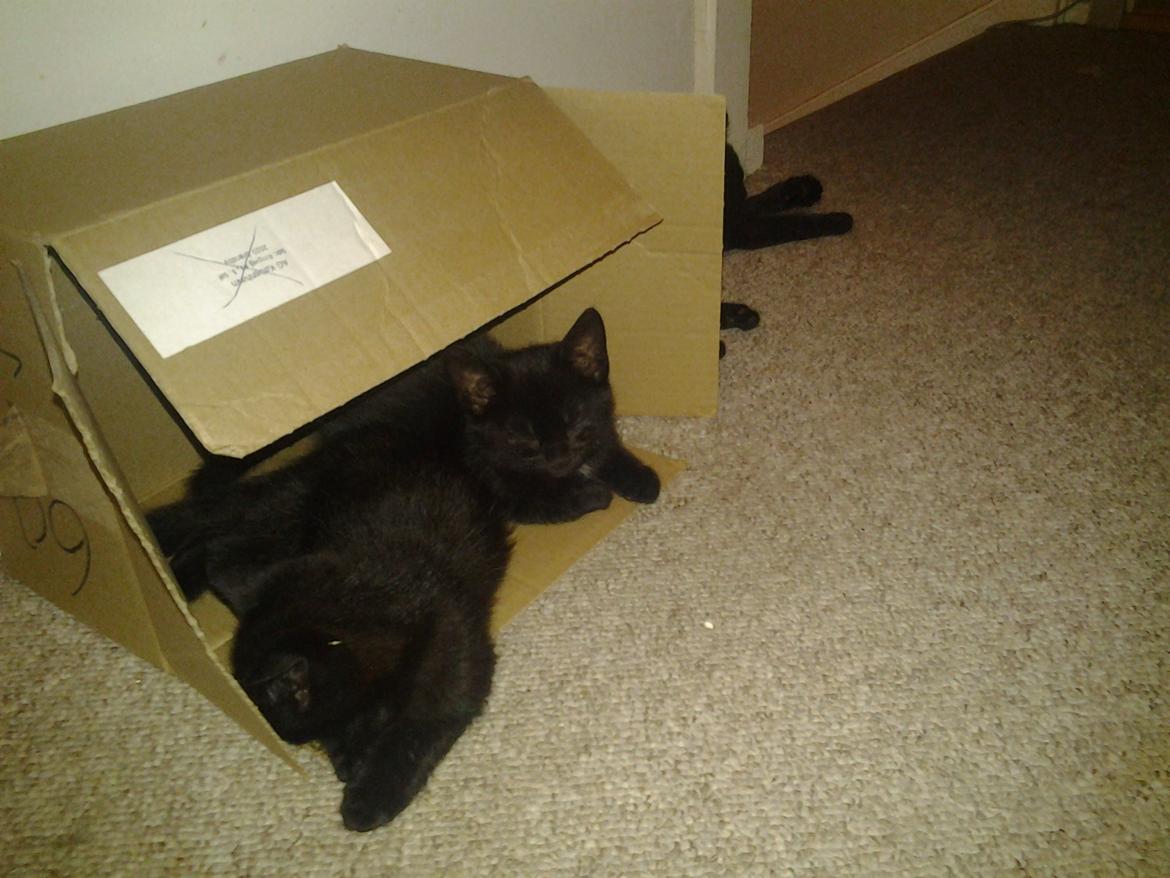 Blanding af racer Buddha - 4. juli 2012 - Buddha og brormand finder ud af at papkasser er hyggelige at tage en powernap i! billede 18