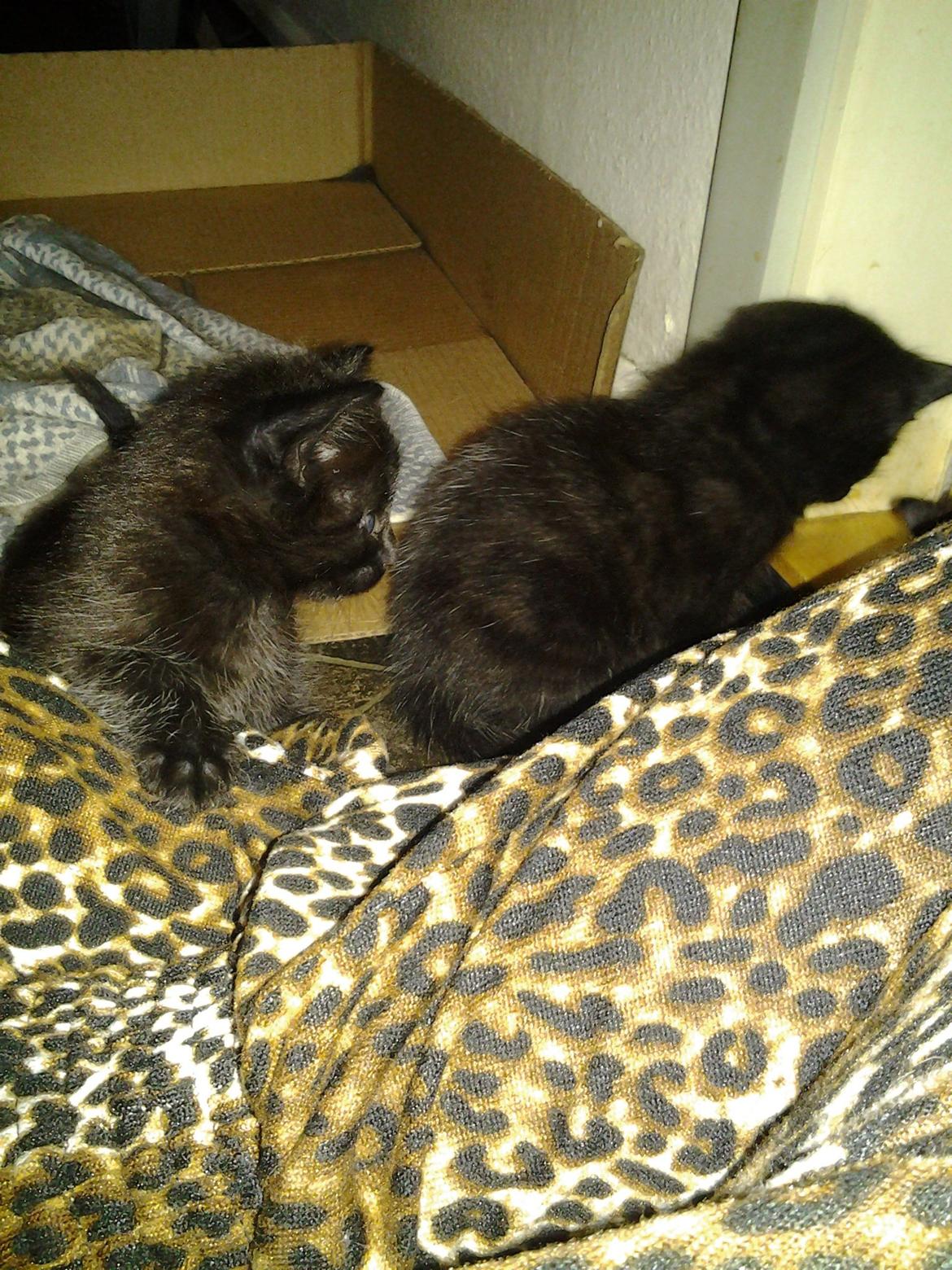 Blanding af racer Buddha - 12. juni 2012 billede 3