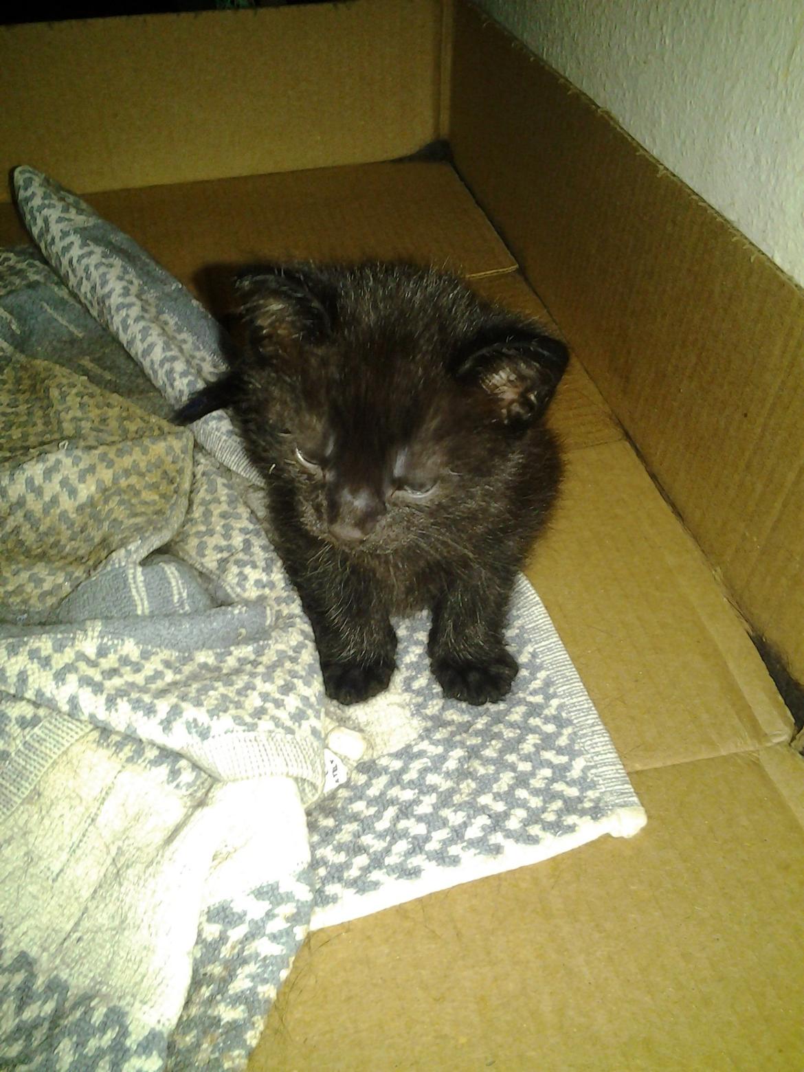 Blanding af racer Buddha - 12. juni 2012 billede 4