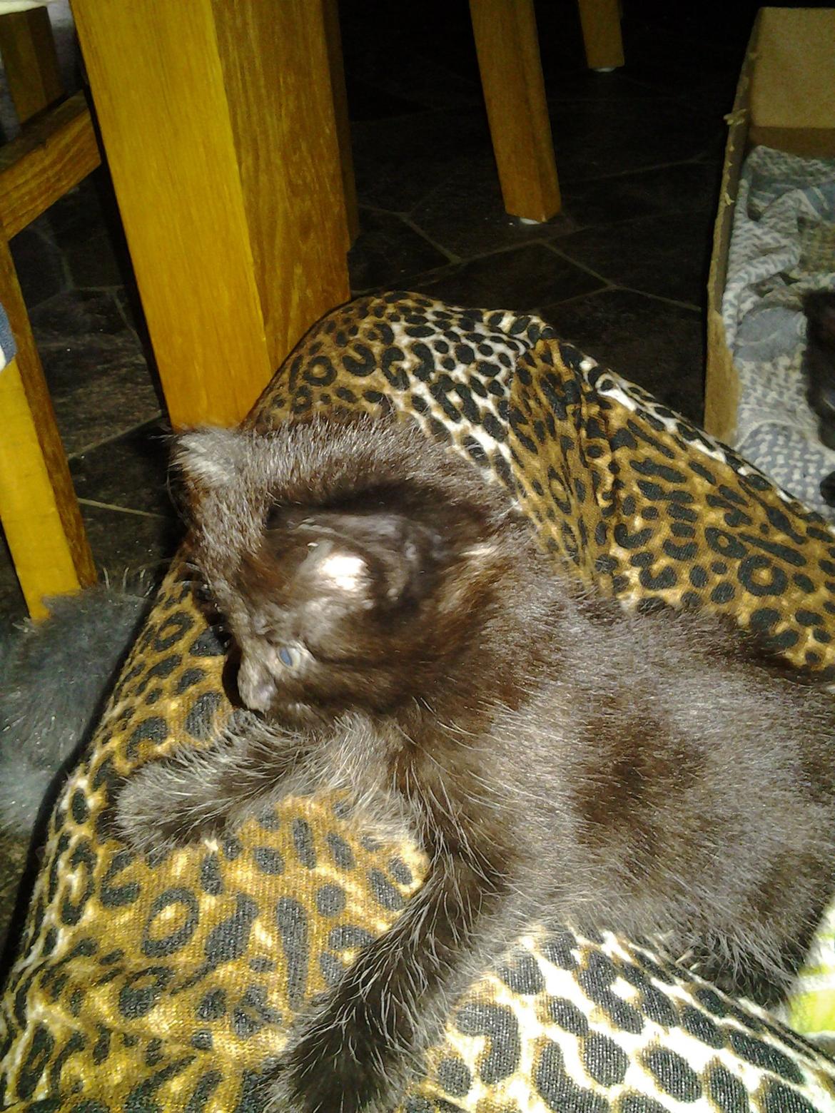 Blanding af racer Buddha - 12. juni 2012 billede 5