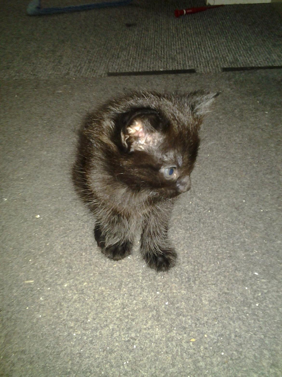 Blanding af racer Buddha - 13. juni 2012 billede 6