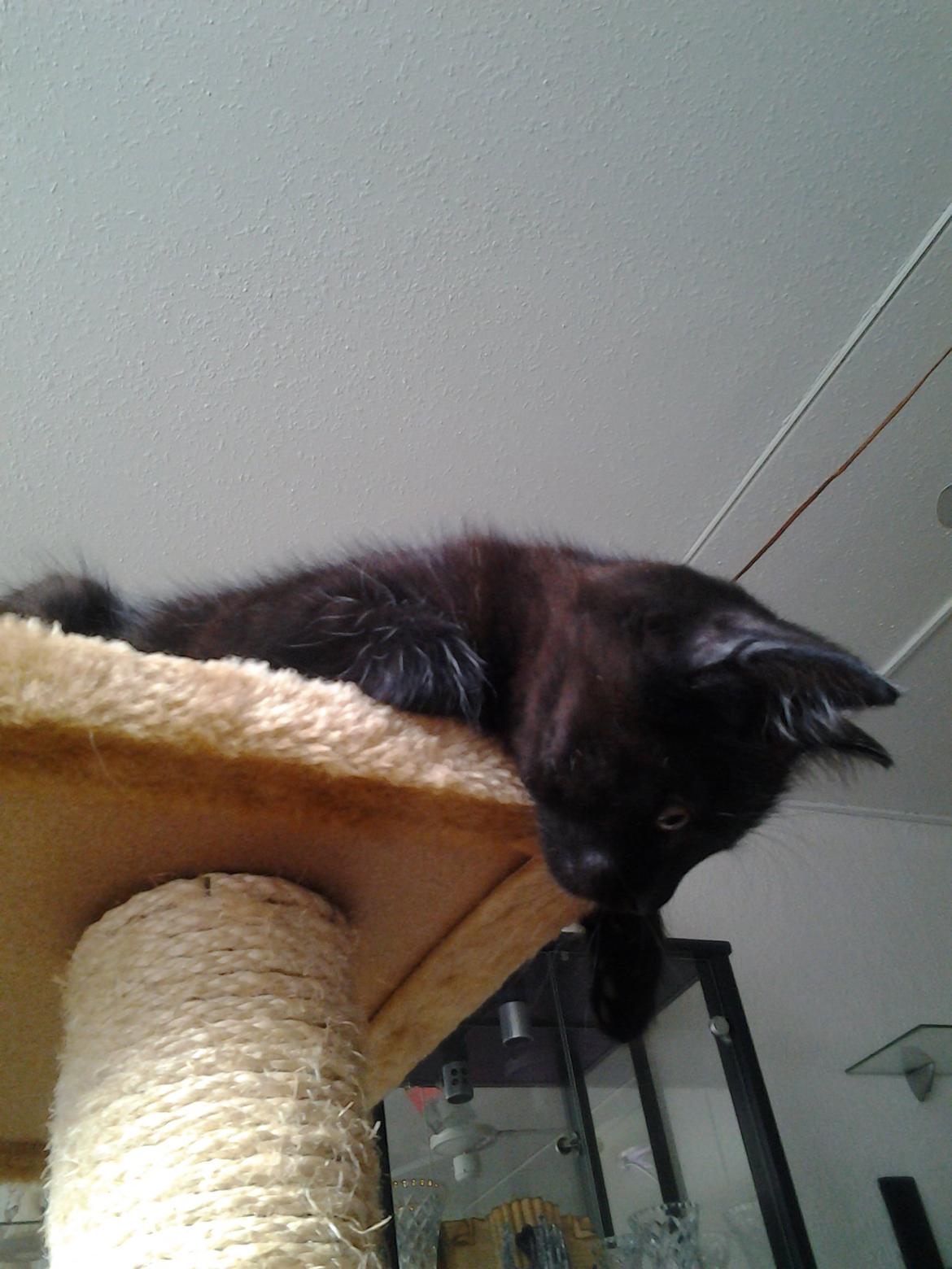 Blanding af racer Buddha - 15. juli 2012 billede 19