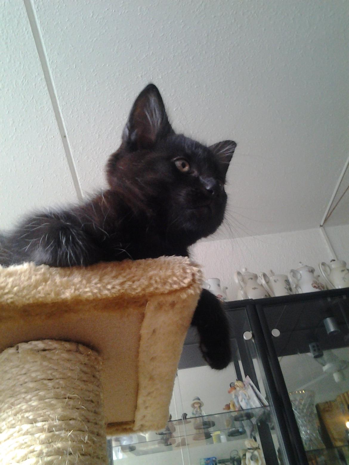 Blanding af racer Buddha - 15. juli 2012 billede 20