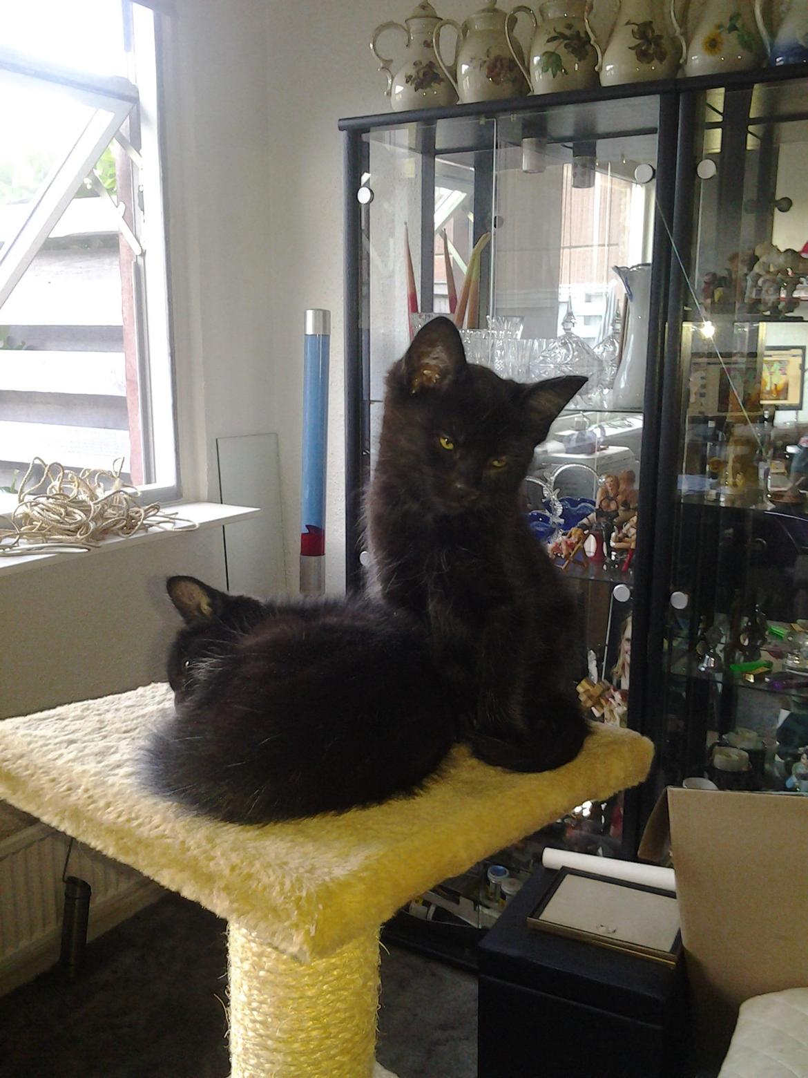 Blanding af racer Buddha - 16. juli 2012 - Buddha passer på sin sovende søster. billede 21