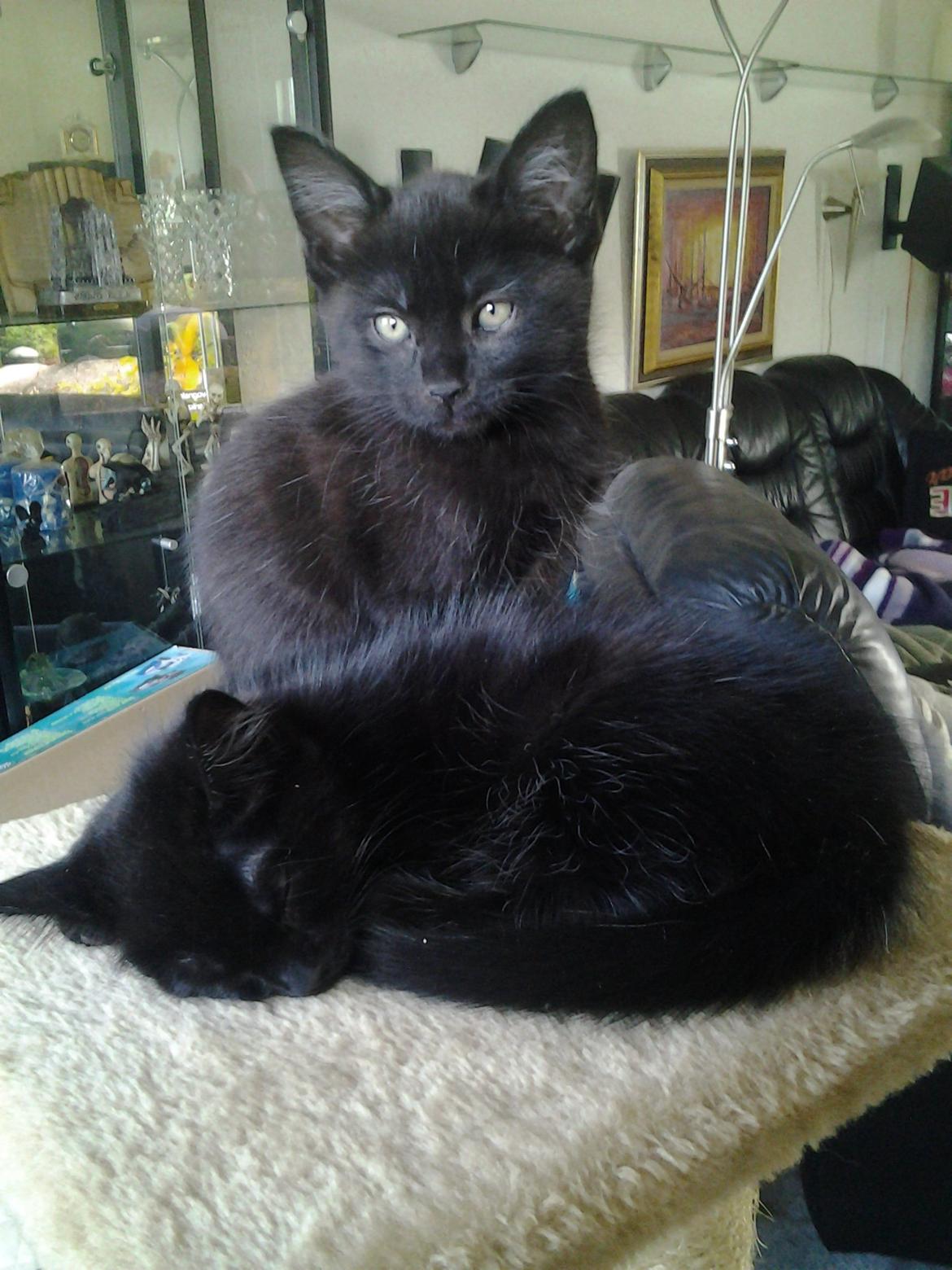 Blanding af racer Buddha - 16. juli 2012 billede 22