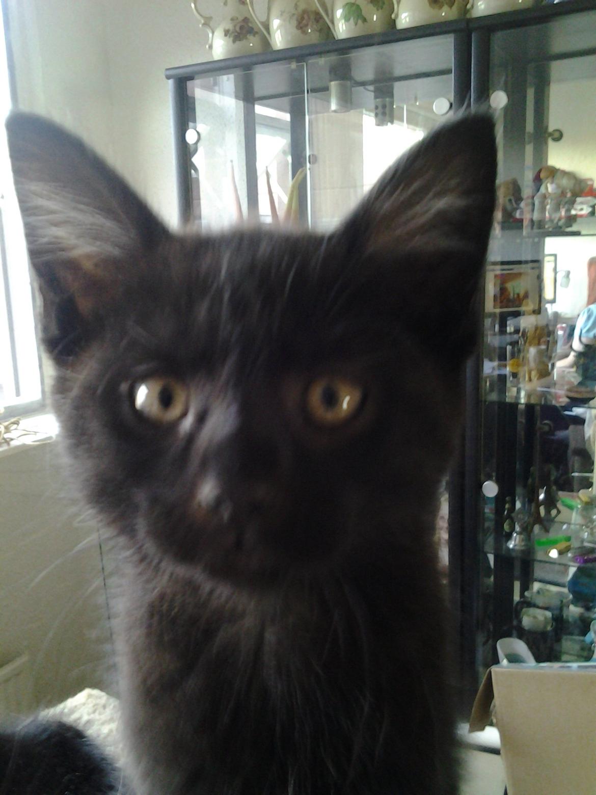 Blanding af racer Buddha - 16. juli 2012 - Buddha får øje på kameraet, men bevæger sig for meget, så billedet bliver sløret. billede 23