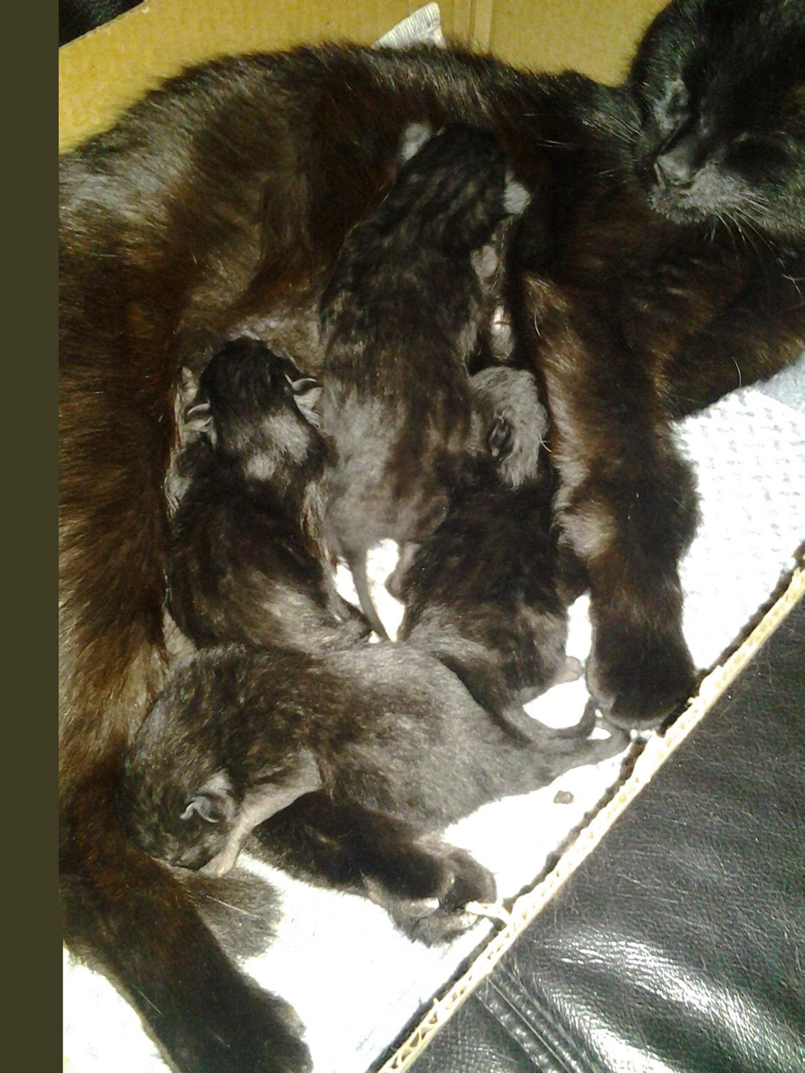 Blanding af racer Buddha - 16. maj 2012 - killingerne er omkring 1 dag gamle. billede 1