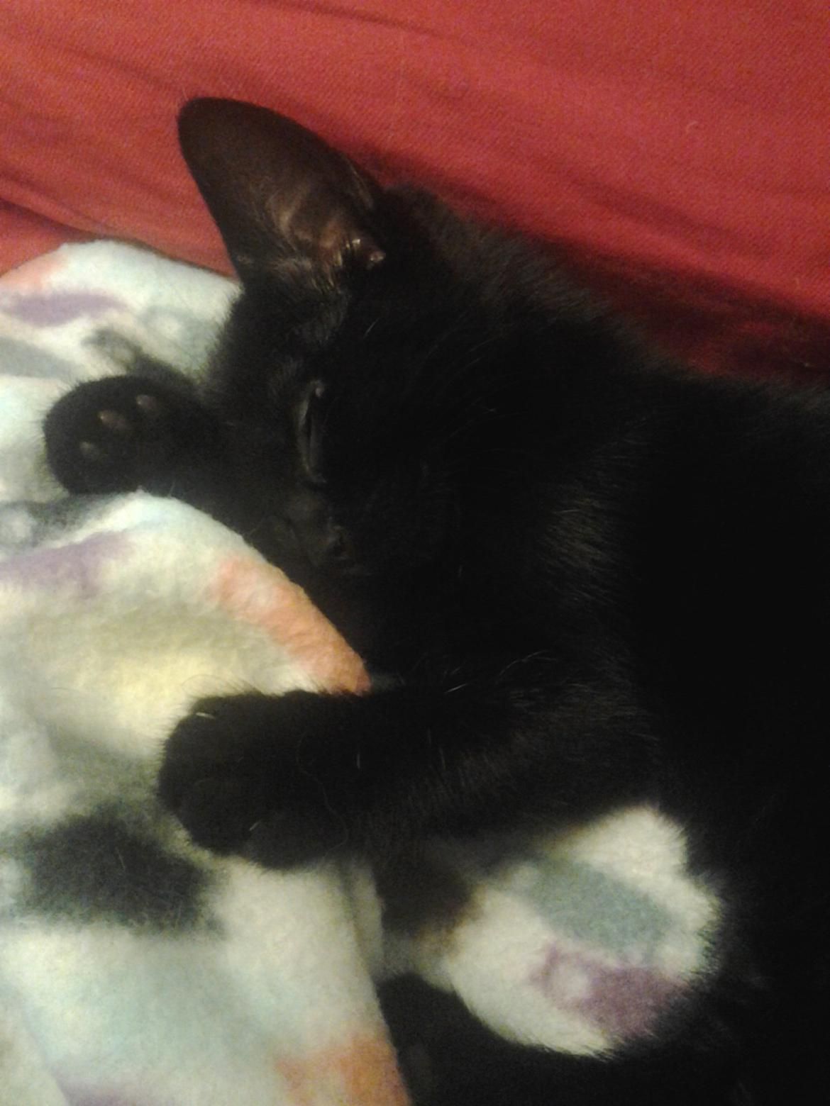 Blanding af racer Buddha - 19. juli 2012 billede 24