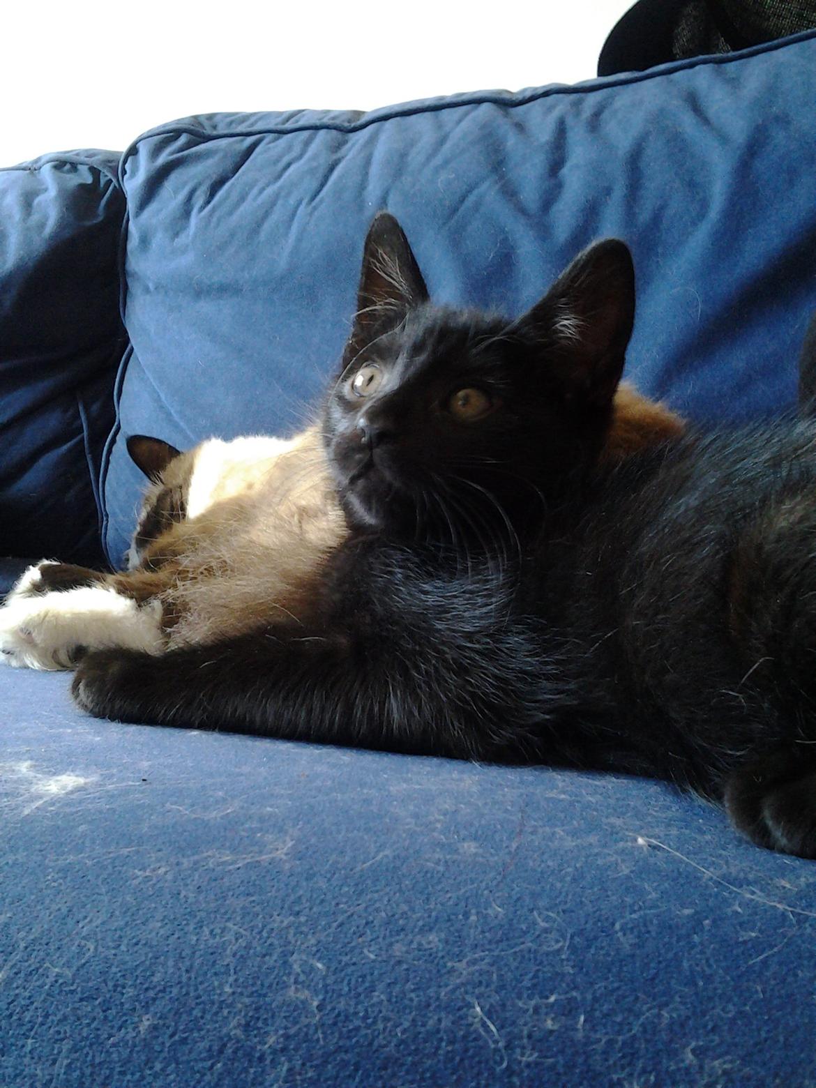 Blanding af racer Buddha - 21. juli 2012 - Buddha og Bailey ligger og putter. billede 25