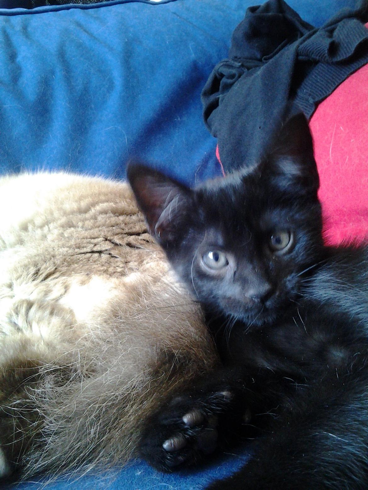 Blanding af racer Buddha - 21. juli 2012 billede 26