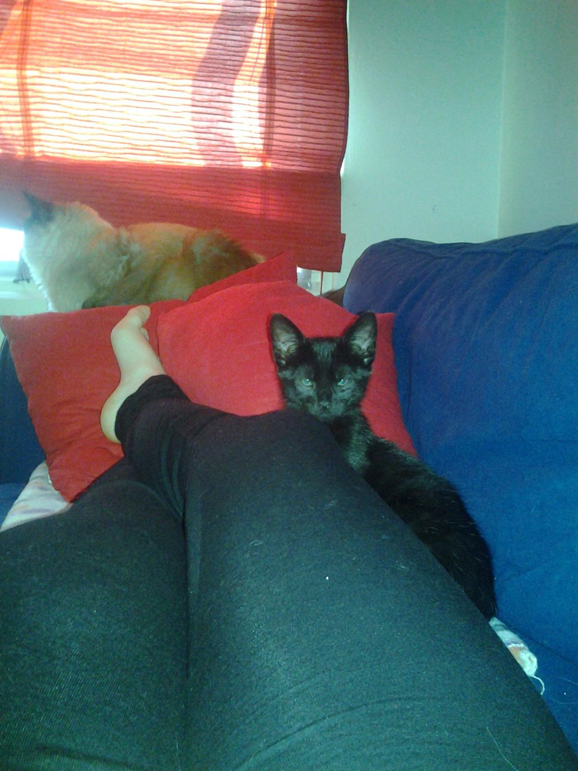 Blanding af racer Buddha - 21. juli 2012 billede 27