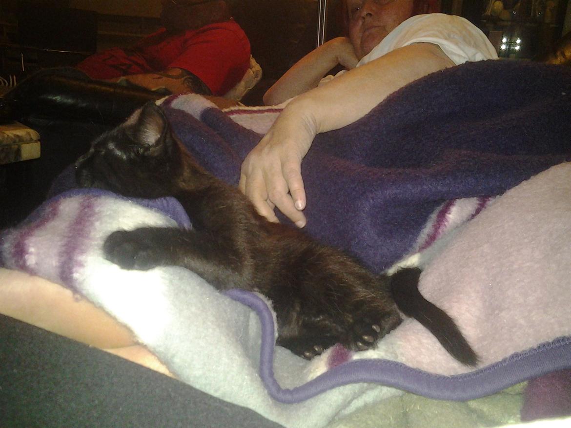 Blanding af racer Buddha - 22. juli 2012 billede 28