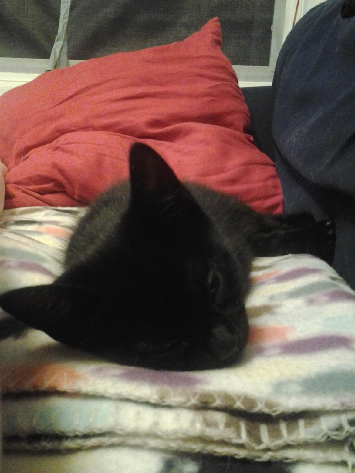 Blanding af racer Buddha - 23. juli 2012 - det er meget hårdt at være en lille mis. billede 29