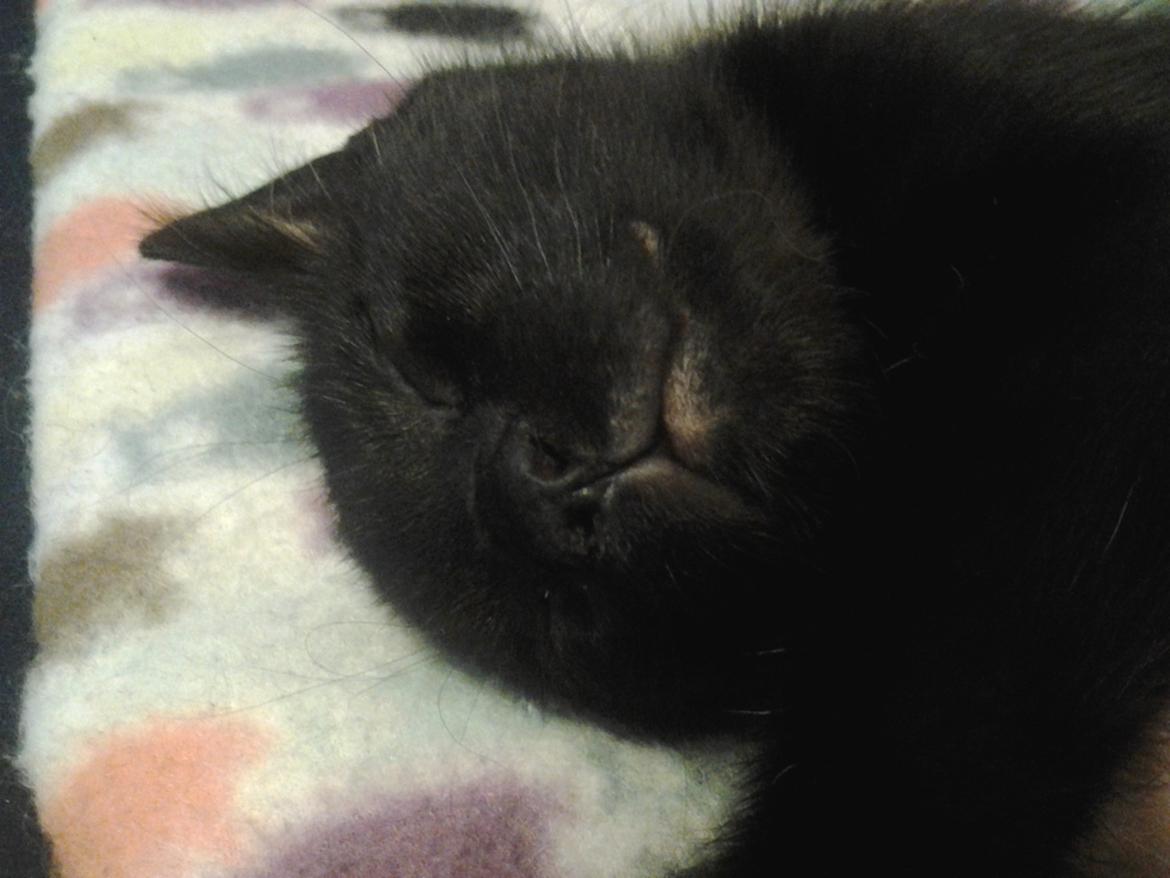 Blanding af racer Buddha - 23. juli 2012 billede 30